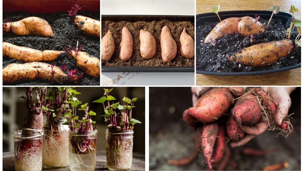 How to Grow Sweet Potatoes from Slips at Home