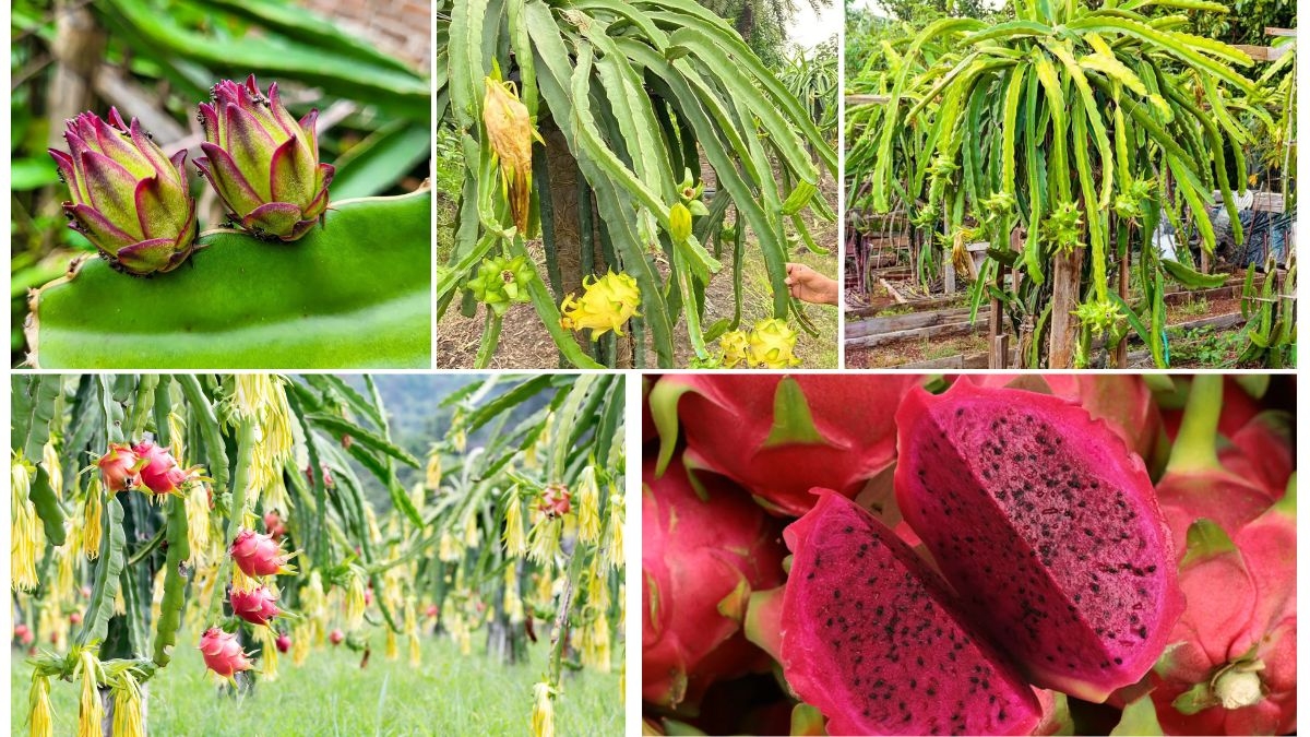 How to Encourage More Flowers on a Dragon Fruit Plant