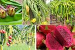 How to Encourage More Flowers on a Dragon Fruit Plant