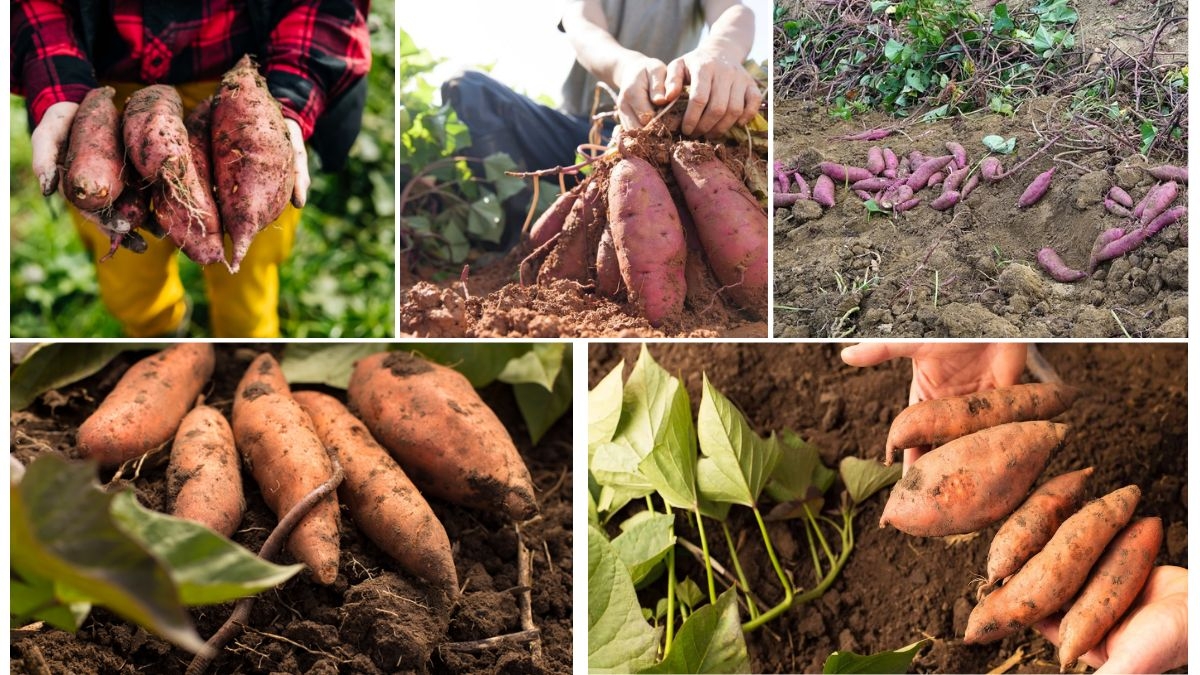 The Best Way to Harvest Sweet Potatoes Without Damage