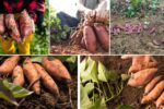 The Best Way to Harvest Sweet Potatoes Without Damage