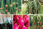 How to Grow Dragon Fruit from Cuttings Indoors