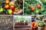How to Start Growing Tomatoes for Home Harvests