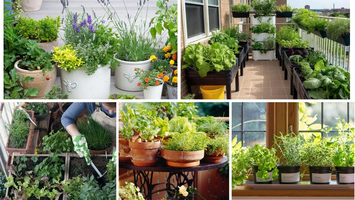 How to Start a Balcony Herb Garden Easily