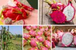 Which Country Leads in Dragon Fruit Production?