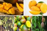 Which Country Produces the Most Mangoes in the World?