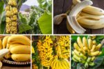 Which Country Is the Top Banana Exporter Globally?