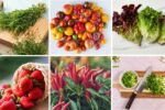 6 Indoor Edibles for a Farmhouse Kitchen Feel