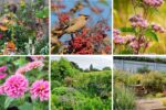 6 Ways to Make Your Garden Wildlife-Friendly