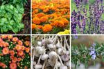 6 Companion Plants That Deter Pests