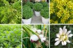6 Organic Pest Control Plants