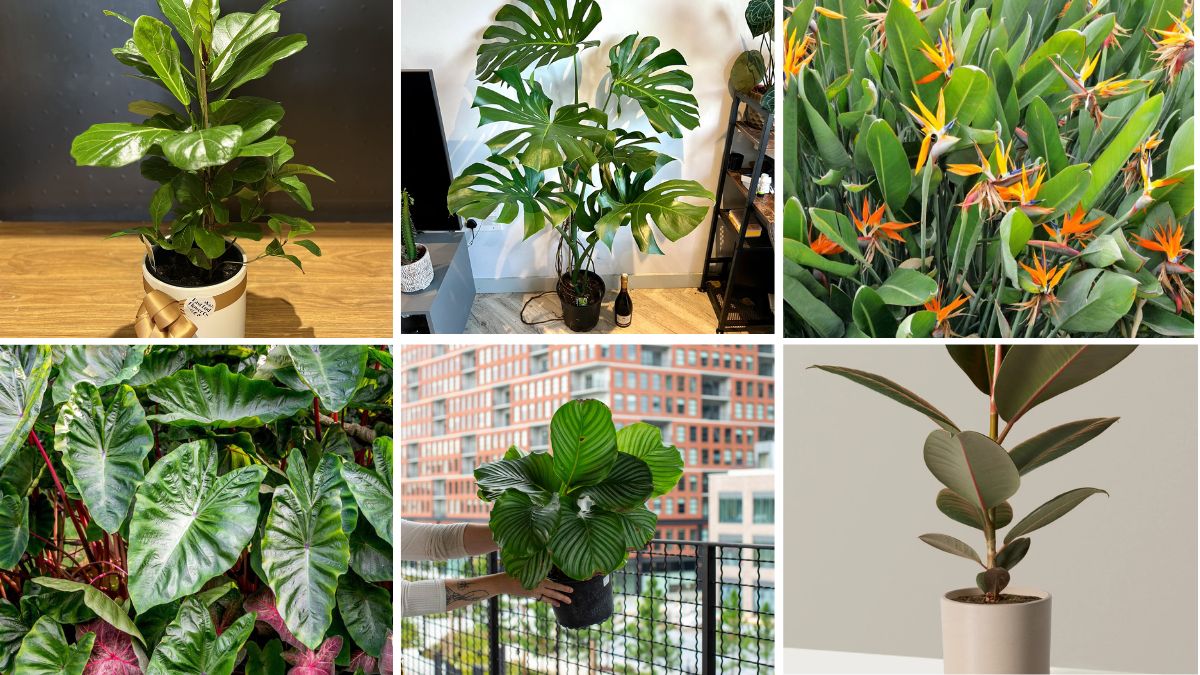 6 Stunning Indoor Plants with Big Leaves