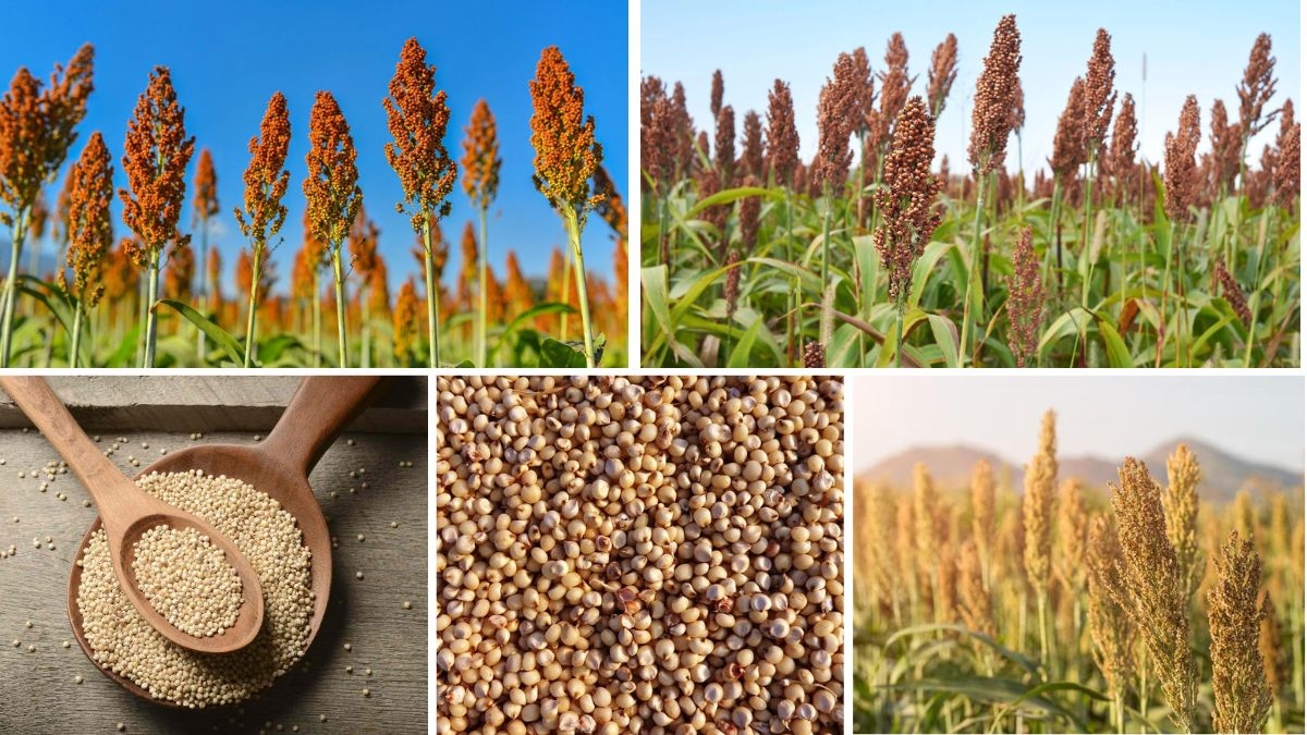 Which Country is the Largest Sorghum Exporter in the World?