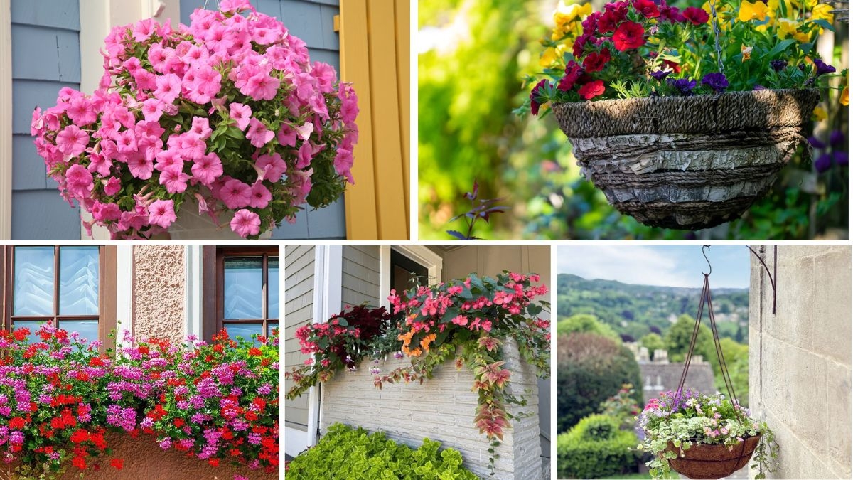 5 Gorgeous Hanging Basket Flower Beds for Vertical Charm