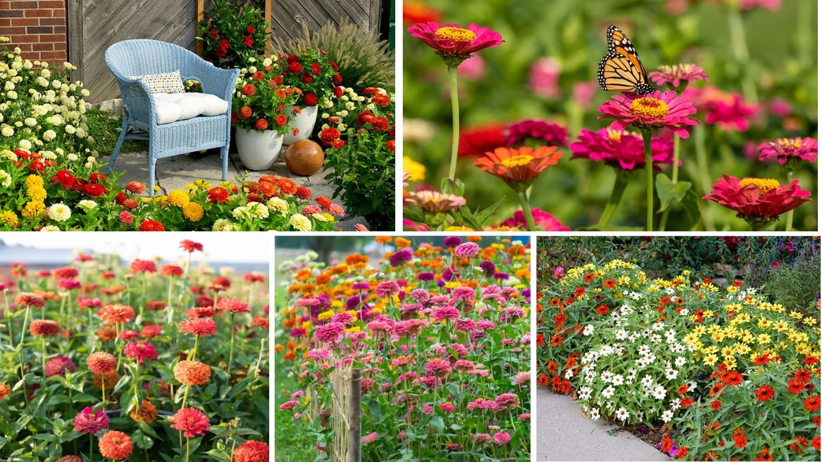 5 Stunning Zinnia Bed Ideas for Bold Color