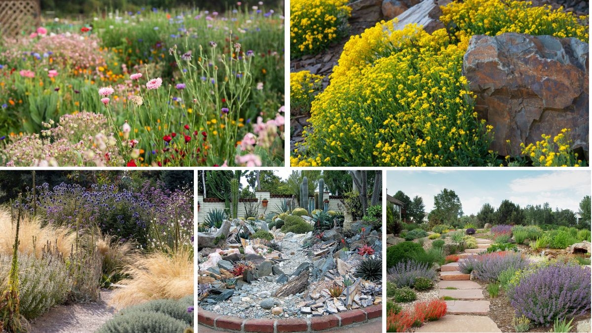 5 Creative Drought-Resistant Flower Beds