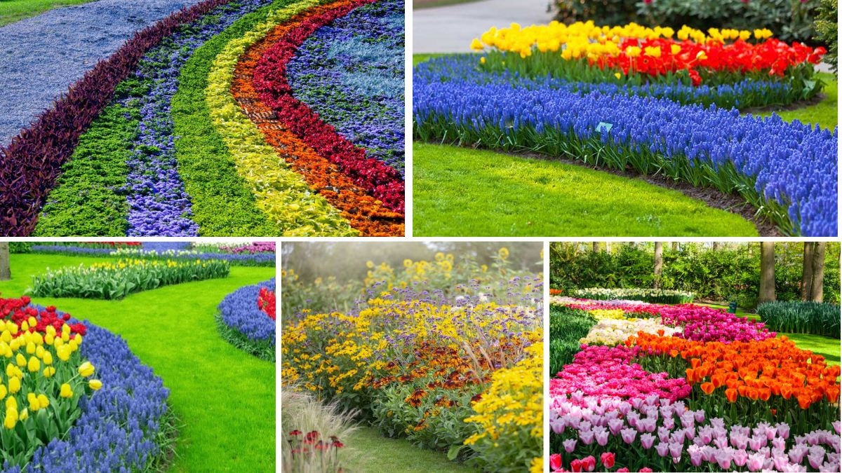5 Multicolor Flower Beds for Vibrant Outdoor Spaces