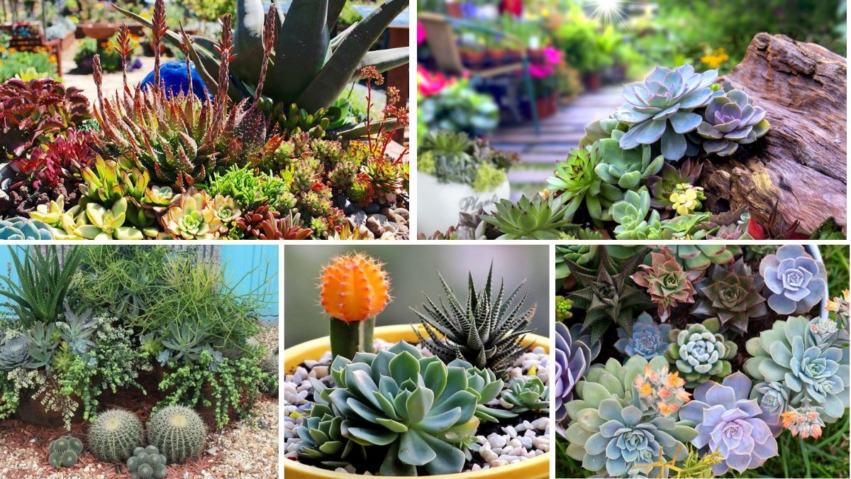 5 Gorgeous Succulent Bed Ideas for Low-Maintenance Beauty