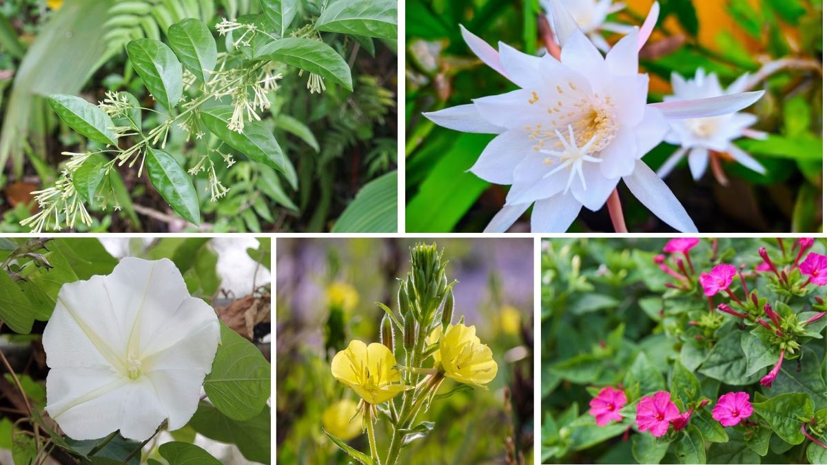 5 Unique Night-Blooming Flowers That Light Up Your Garden After Dark