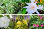 5 Unique Night-Blooming Flowers That Light Up Your Garden After Dark