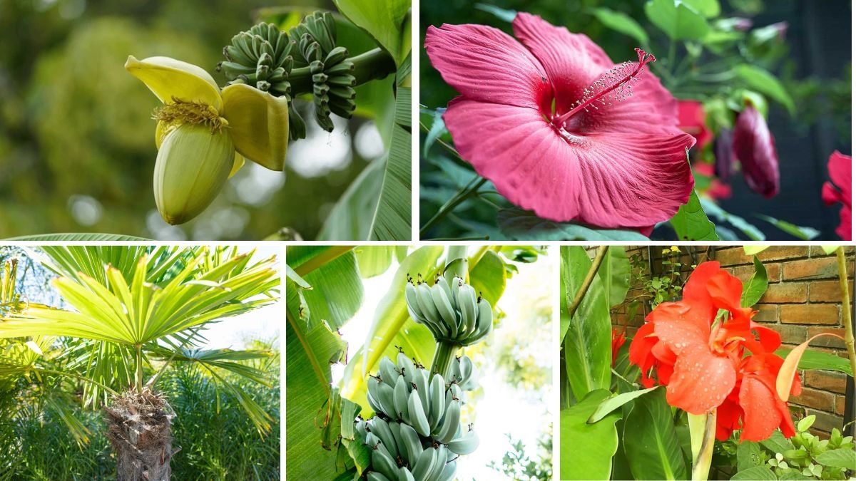 5 Gorgeous Cold-Hardy Tropical Plants Perfect for Chilly Climates