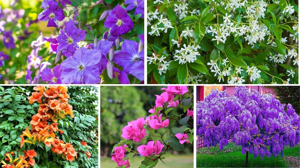 5 Stunning Sun-Loving Climbing Vines for a Colorful, Lush Outdoor Space