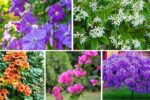 5 Stunning Sun-Loving Climbing Vines for a Colorful, Lush Outdoor Space