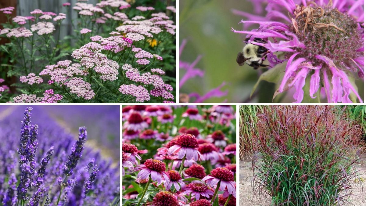 5 Stunning Eco-Friendly Garden Plants Every Home Needs
