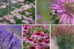 5 Stunning Eco-Friendly Garden Plants Every Home Needs