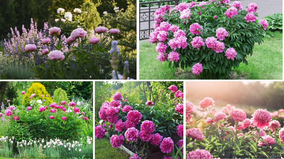 5 Beautiful Peony Flower Bed Ideas for a Luxurious Garden Look
