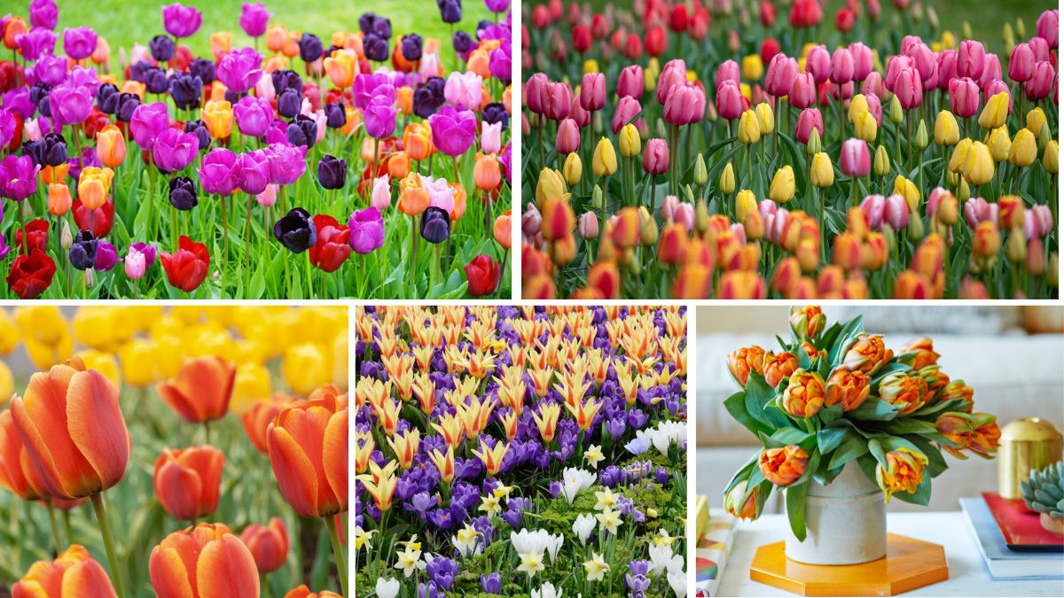 5 Gorgeous Tulip Flower Beds for a Stunning Spring Display