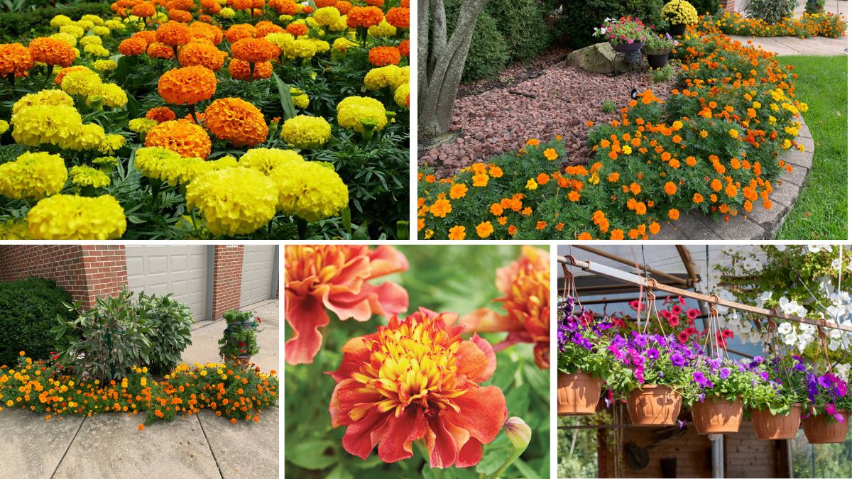 5 Gorgeous Marigold Flower Beds for a Bright Outdoor Design