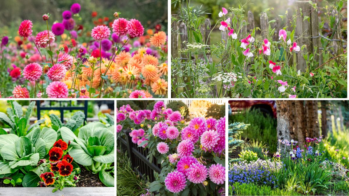5 Gorgeous Annual Flower Beds for a Fresh Look Every Season