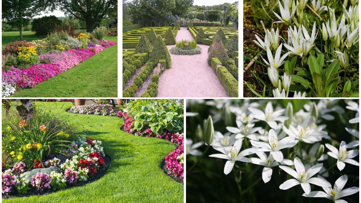 5 Stunning Star-Shaped Flower Bed Ideas for a Creative Design