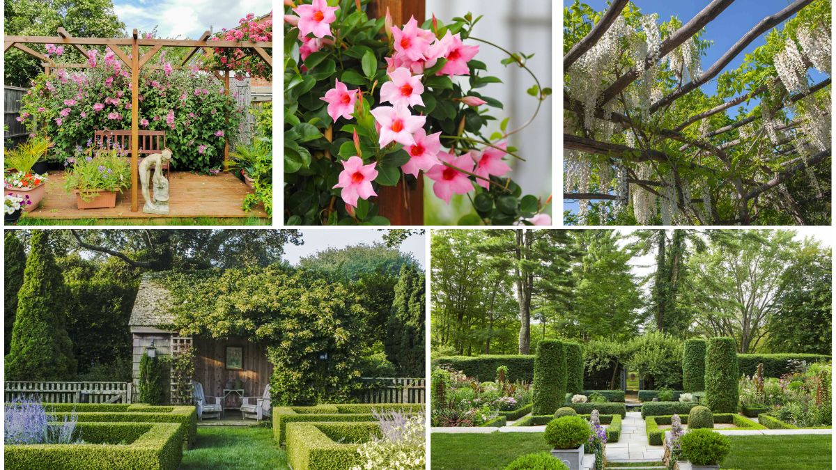 5 Beautiful Trellis-Integrated Flower Beds for Climbing Plants