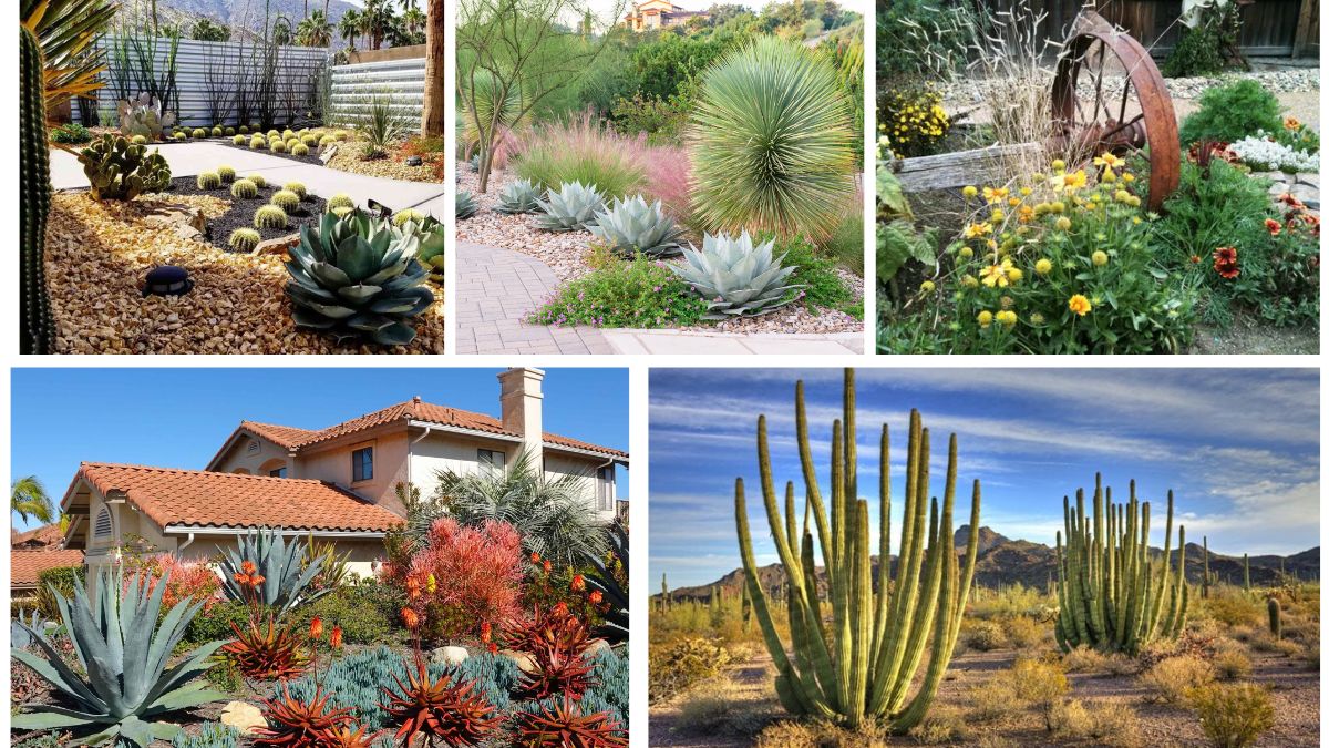5 Stunning Desert Rock Flower Bed Ideas for Dry Landscapes