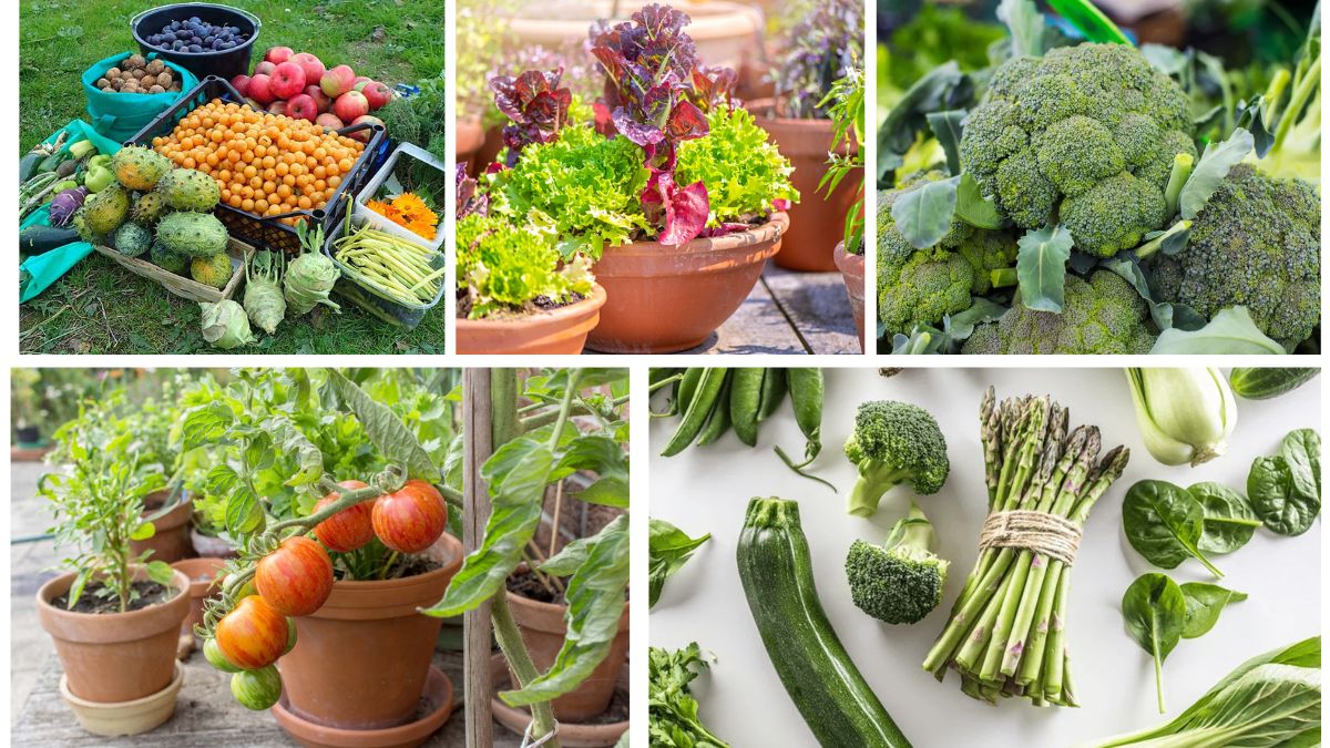 5 Easy Edible Leaf Vegetables You Can Grow in Pots