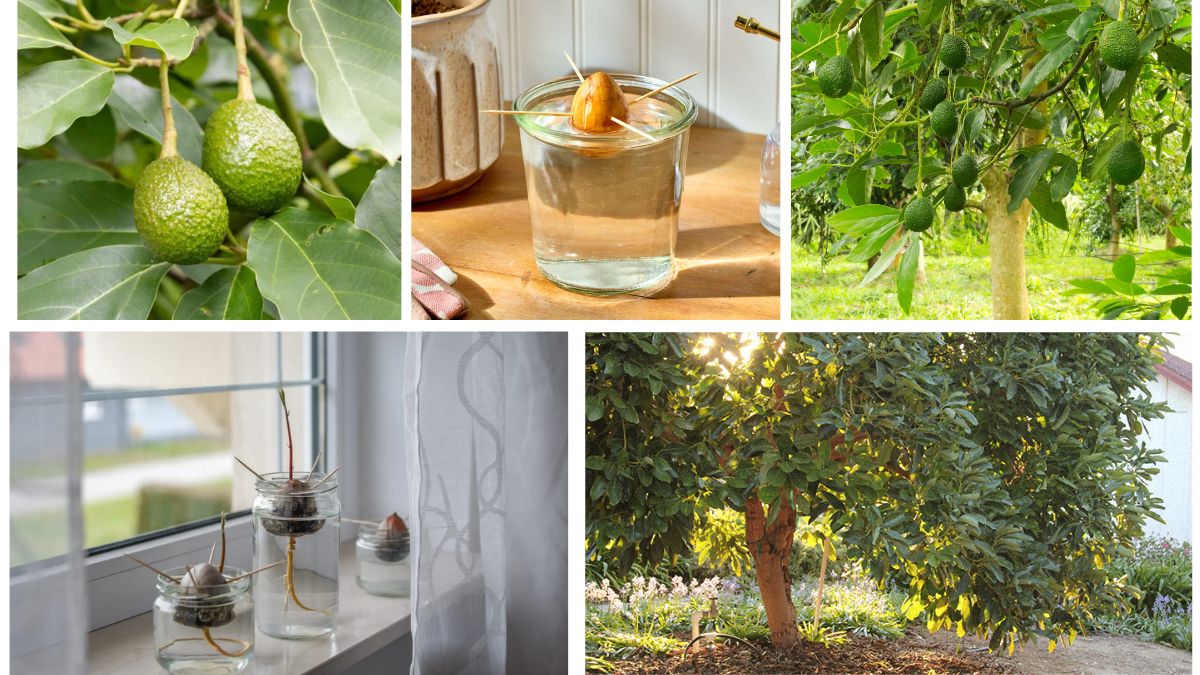 How to Seed and Grow an Avocado Plant: A Complete Guide for Beginners