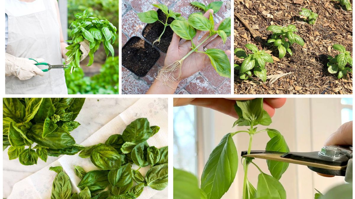 How to Cut Basil Leaves from a Plant Correctly