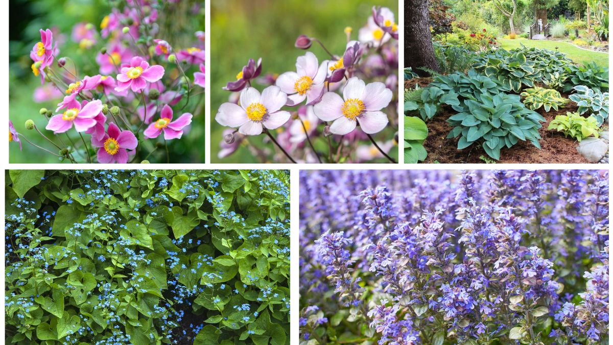 5 Colorful Shade-Loving Perennials to Brighten Up Your Garden Corners
