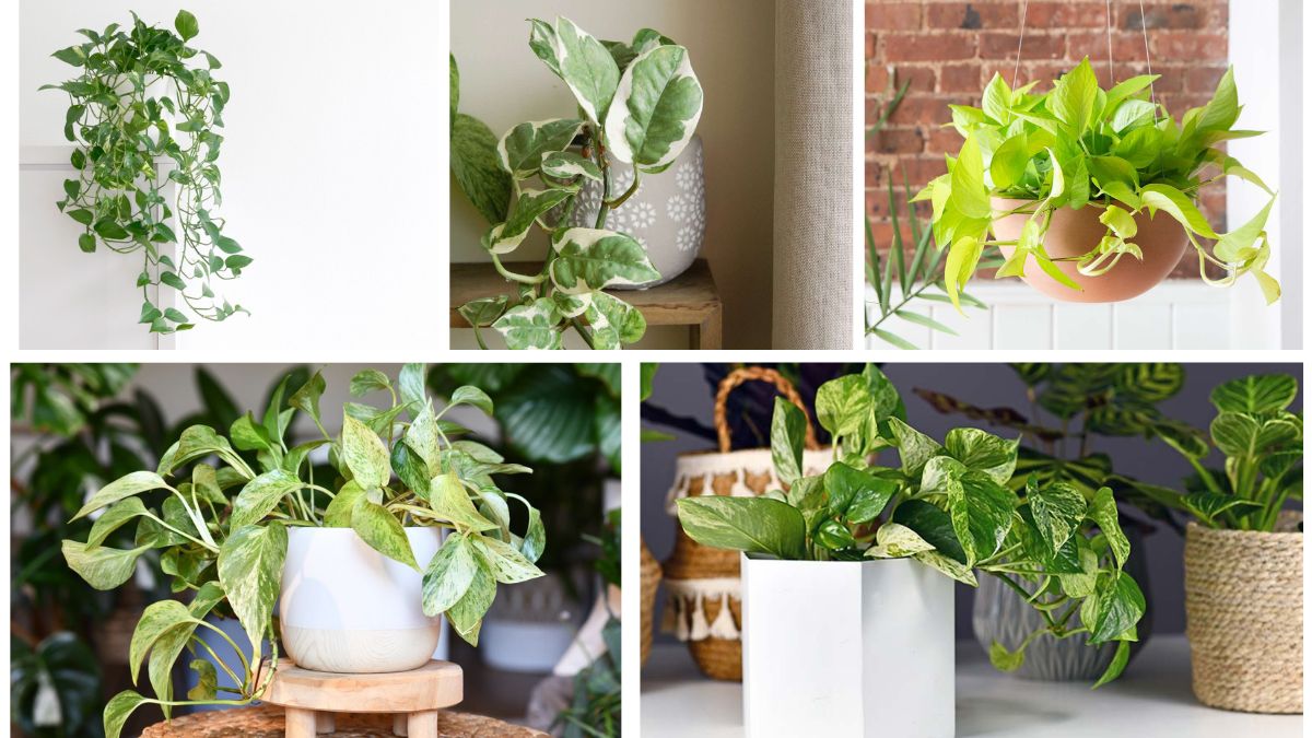 How to Care for a Pothos Plant for Growth: A Complete Guide