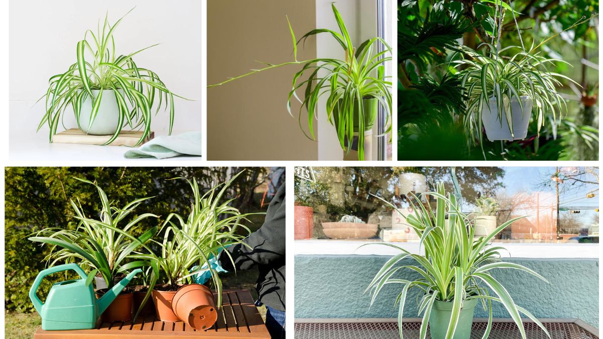 How to Care for Spider Plants for Beautiful Greenery