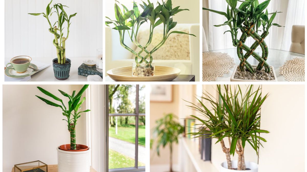 How to Take Care of a Bamboo Plant Indoors: A Complete Guide