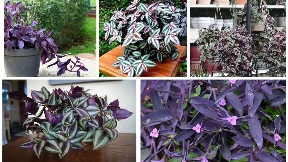 5 Wandering Jew Plants for Colorful Indoor Corners