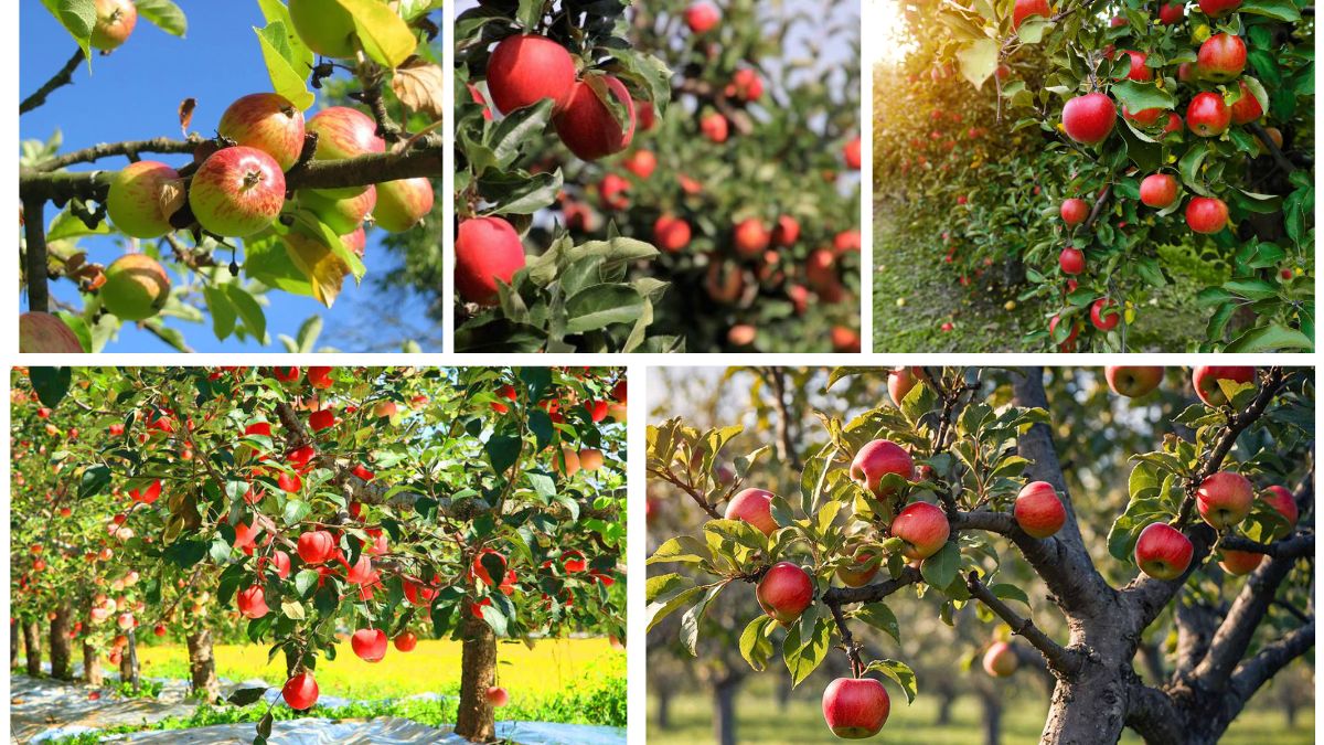 How to Plant Apple Trees: Start Your Orchard Dream