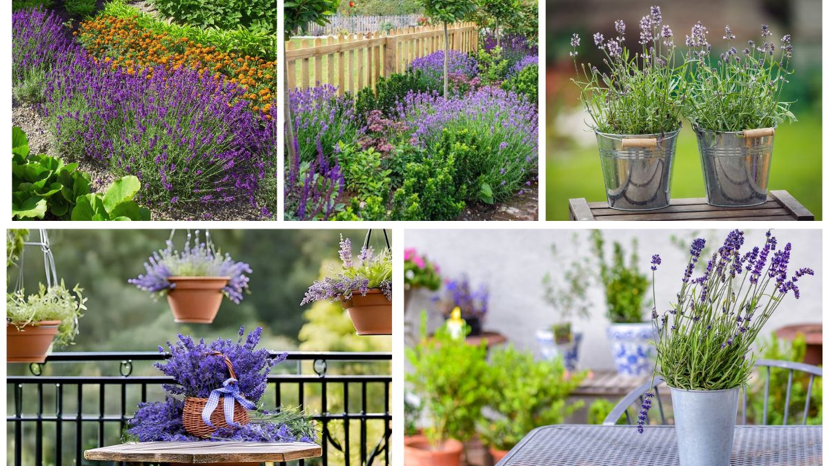 5 Beautiful Lavender Plants to Soothe Your Space