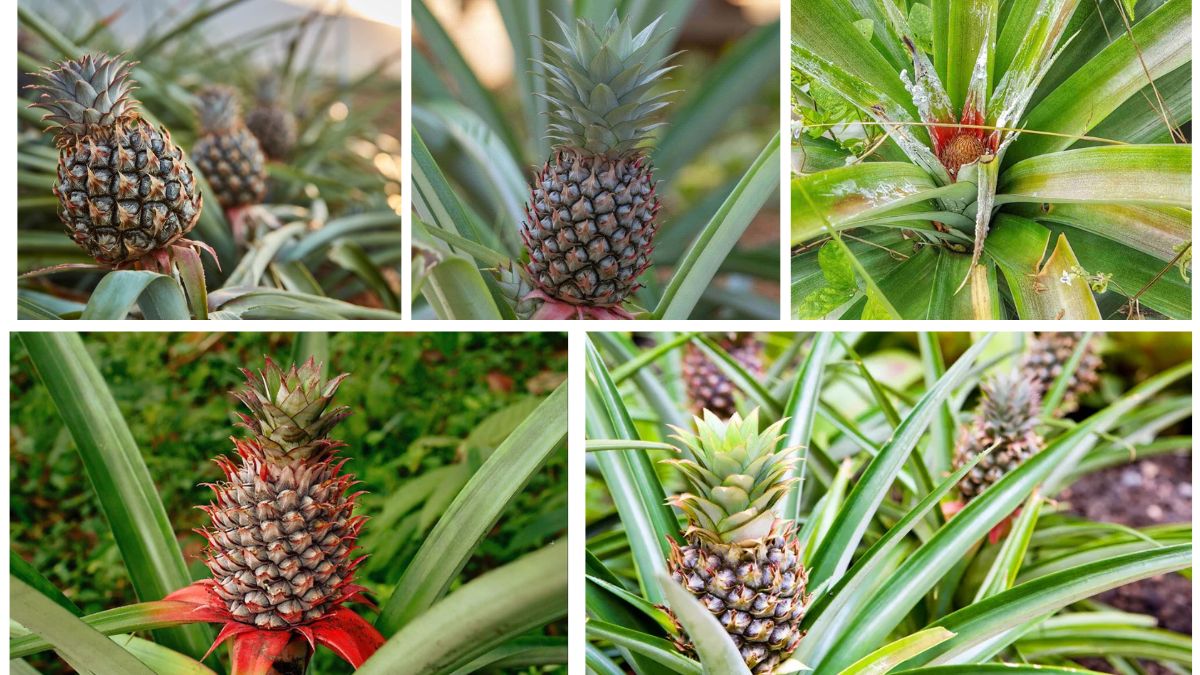 How to Plant Pineapples for a Delicious Tropical Yield