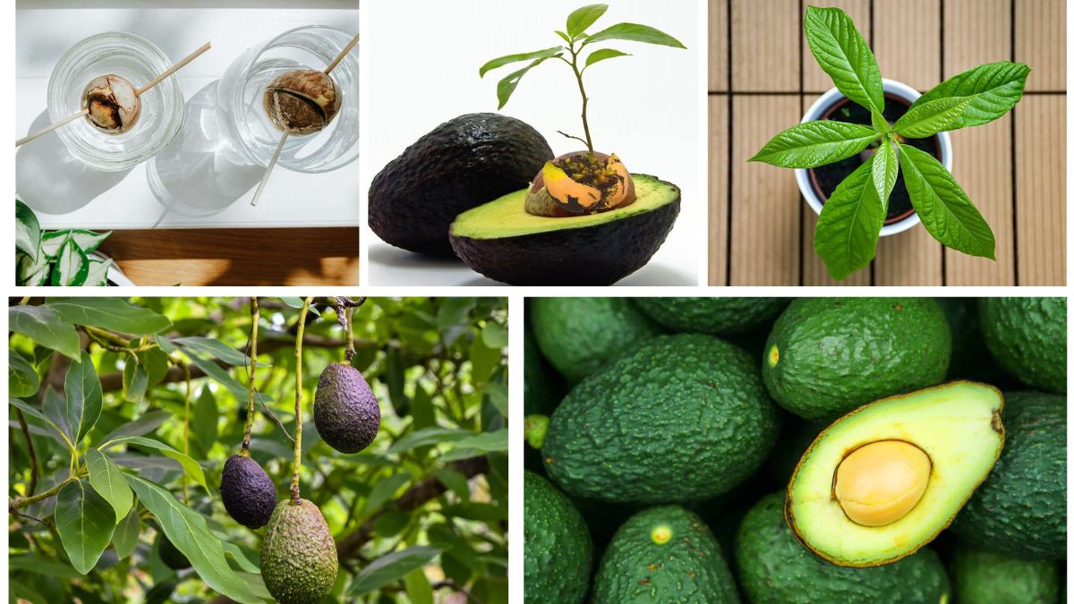 Growing an Avocado Pit into a Healthy Plant: Step-by-Step