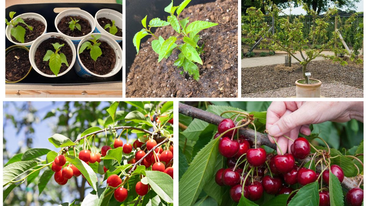 How to Plant Cherry Seeds and Grow Your Own Fruit Trees
