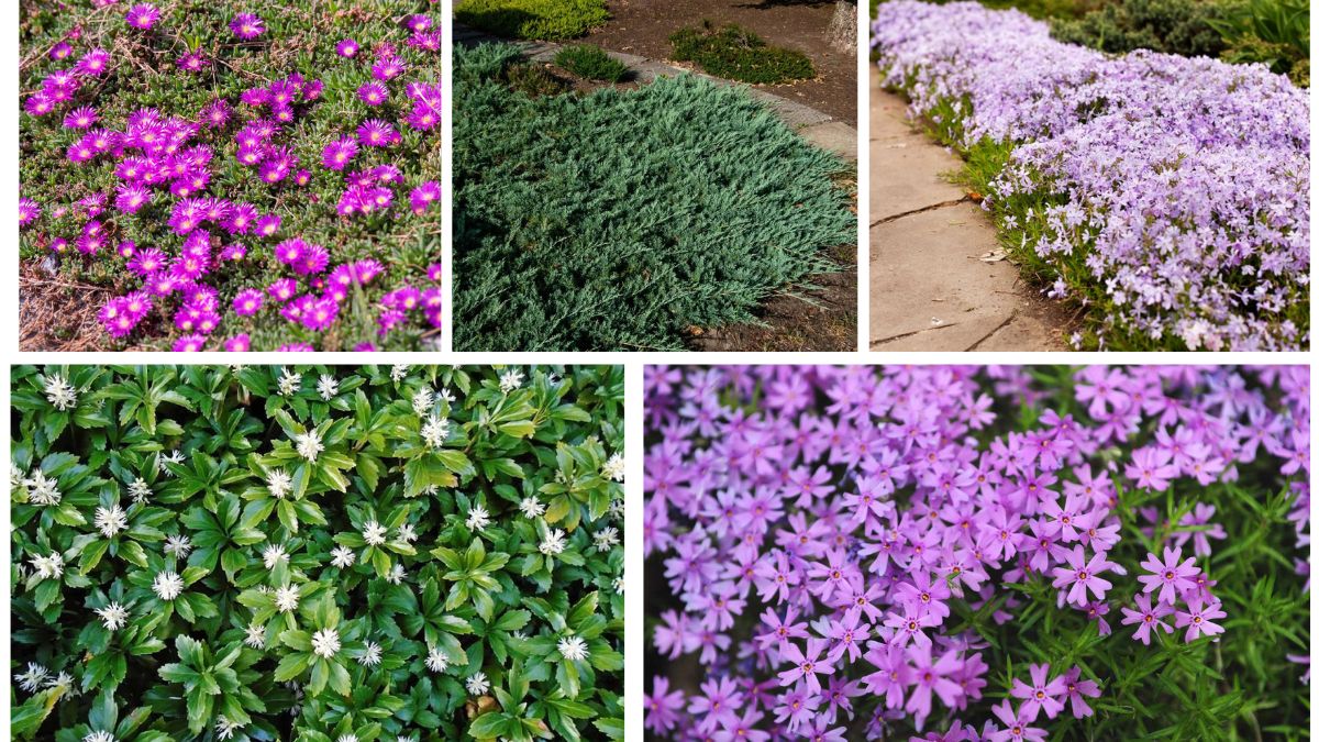 5 Perennial Ground Cover Plants That Return Every Season